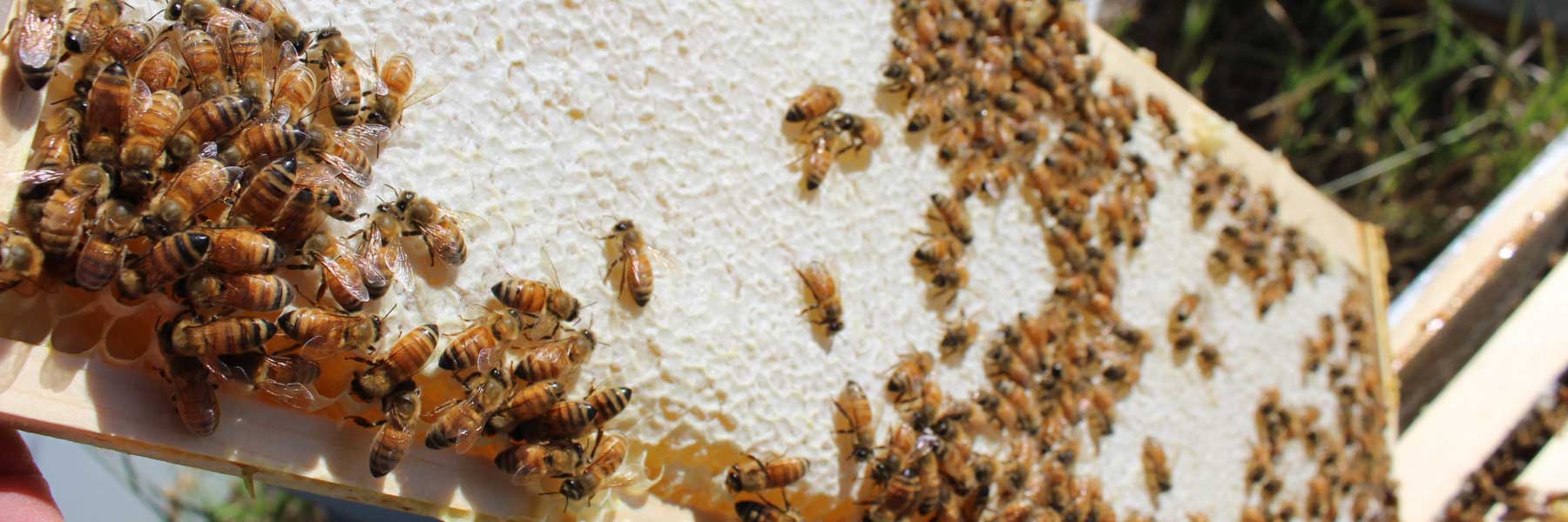 Colorado Honeycomb